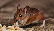 24 Hour & Emergency Exterminators in Mc Neil, AR